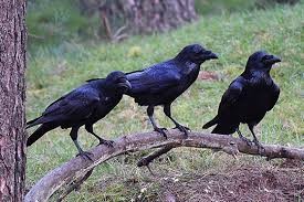 Sellicha Raven.jpg